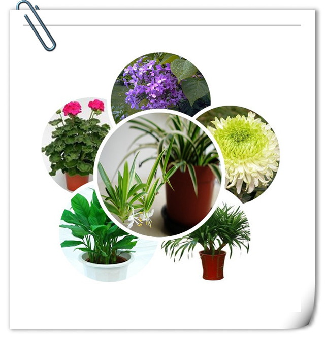 办公室粉色视频网站设计植物选择.jpg