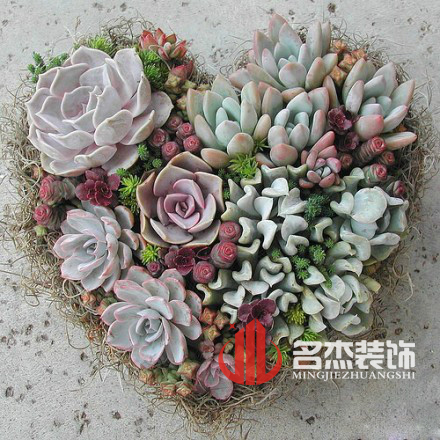 办公室粉色视频网站风水之多肉植物.jpg