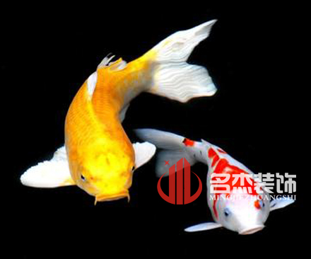 办公室粉色视频网站风水之养殖金鱼.jpg
