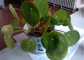 办公室粉色视频网站设计之叶子大植物.jpg
