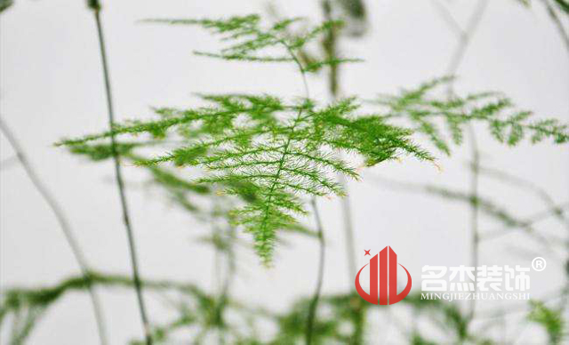 办公室粉色视频网站风水之绿植.jpg